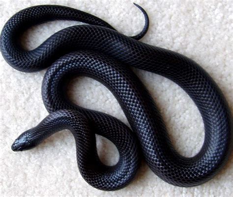 kingsnake.comphoto gallery > Kingsnakes > Mexican Black King...