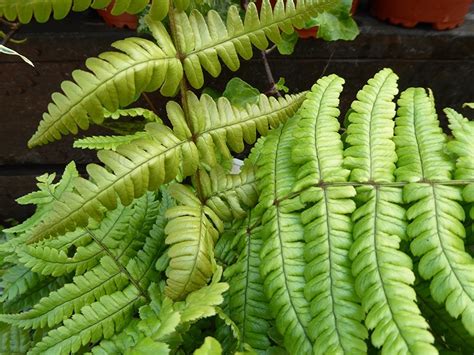 Dryopteris 'Jurassic Gold' - Ferns - Plants