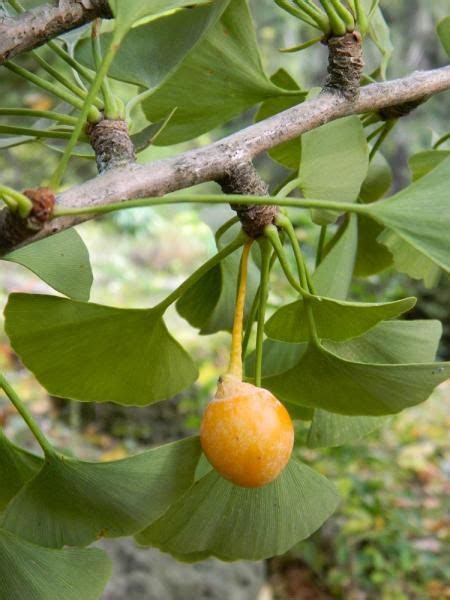 Ginkgo biloba (female) | Plants map, Plants, Street trees