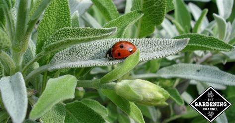 Organic Gardening Tips for Beginners - Gardening Channel