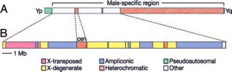 A schematic representation of the human Y chromosome. The... | Download Scientific Diagram