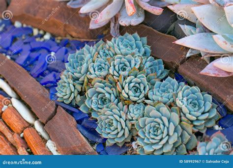 Desert Garden with Succulents Stock Image - Image of cacti, group: 58992967