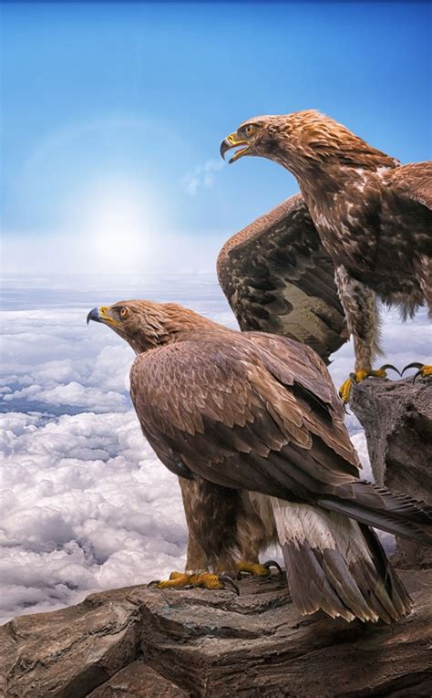 Golden Eagles, birds, clouds, 950x1534 wallpaper | Eagle wallpaper, Animal wallpaper, Pet birds