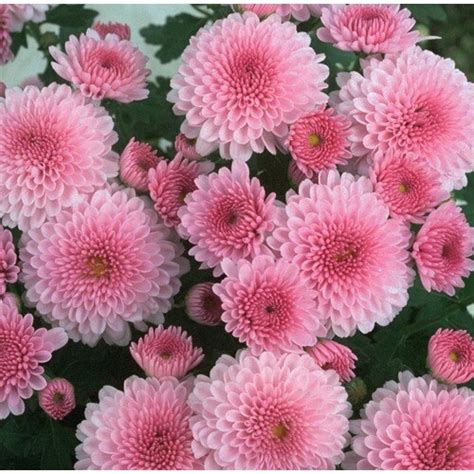 1.64-Pint Pink Pink Mum in Pot (L17723) at Lowes.com