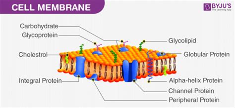 What Is Permeability of Cell Membrane? - BYJU'S NEET