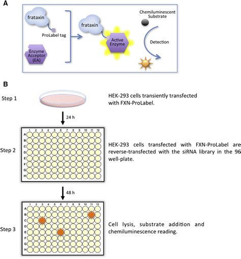 Schematic Representation of the siRNA Screening Assay and Workflow (A)... | Download Scientific ...