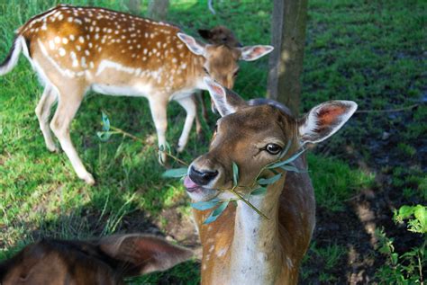 What Do Deer Like to Eat? | Sweeney Feeders