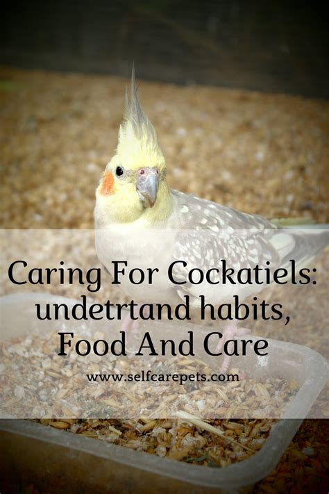 Caring For Cockatiels:Healthy Food And Care | Cockatiel, Bird care, Caring