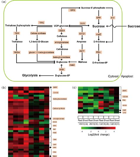 DEGs involved in sucrose metabolism with differential transcription... | Download Scientific Diagram