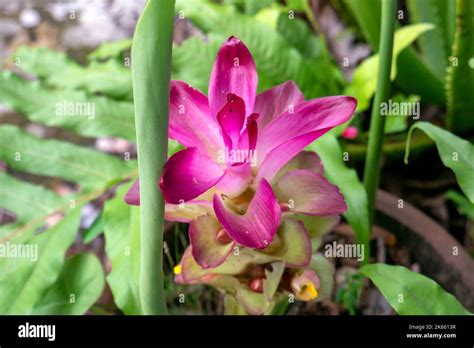 Zingiber Officinale Var Rubrum Rhizoma pink flower Stock Photo - Alamy