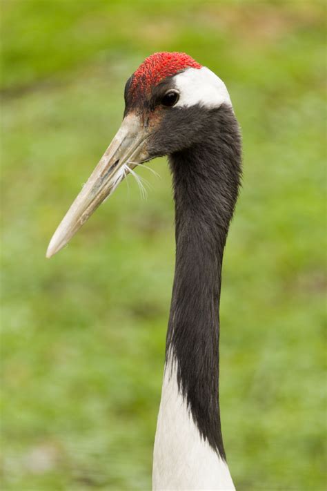 Red Crowned Crane Free Stock Photo - Public Domain Pictures