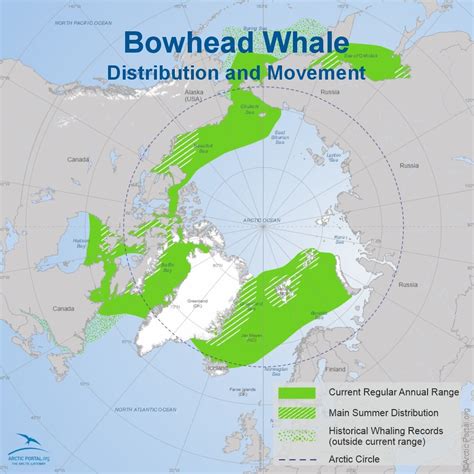 Bowhead Whale (Balaena Mysticetus) - Arctic Portal