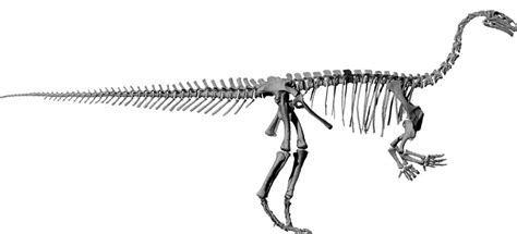 Illustration of Plateosaurus skeleton. | Download Scientific Diagram