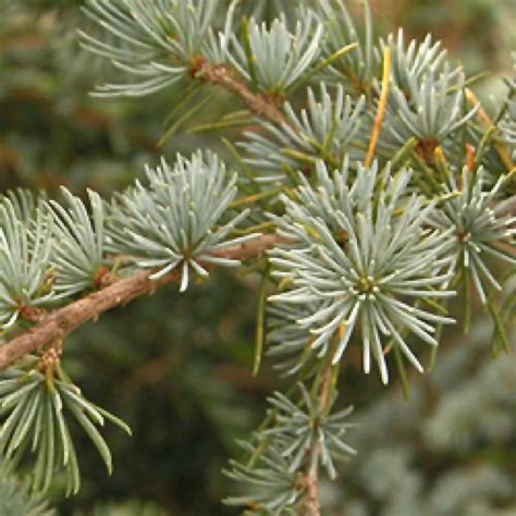 CEDRUS libani 'Atlantica Glauca' - Cèdre bleu de l'Atlas - pépinières Lepage Bretagne Bord de mer