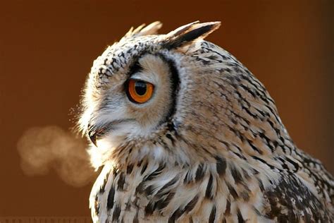 Smoking owl, autunm, birds, graphy, predatory birds, , wild, owl, predators, wildlife, abstract ...