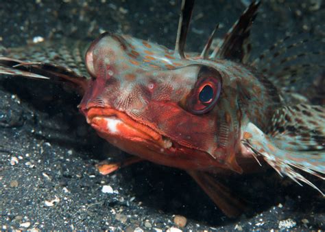 Marine Species: Flying Gurnard • Scuba Diver Life