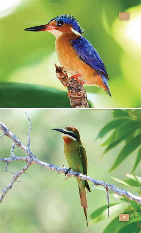 Terrestrial Fauna of the Comoros Archipelago / Faune Terrestre de l’Archipel des Comores