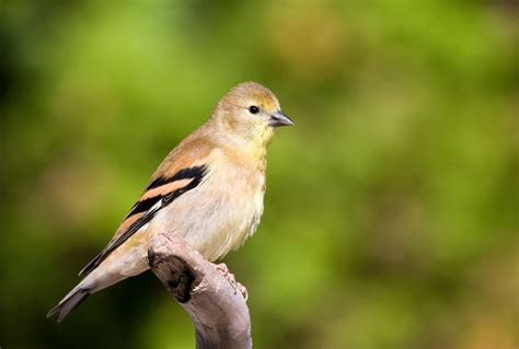 American Goldfinch | Audubon Field Guide