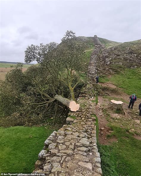 Famous Sycamore Gap tree is cut down overnight: Heartbreak at 'malicious act of vandalism' as ...