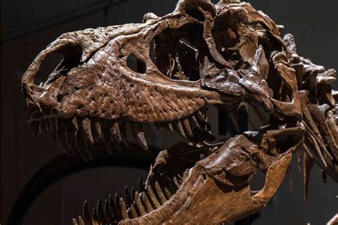 This 77-million-year-old Dinosaur Skeleton Is Going Up for Auction — but You Can See It Before ...