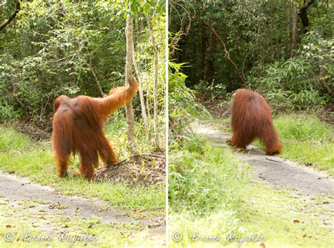 People of the Forest : Orangutans In The Wild | Compassionate Nomads