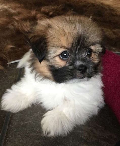 Pom-Tzu | Pomeranian mix, Pomeranian mix puppies, Yorkie pomeranian mix