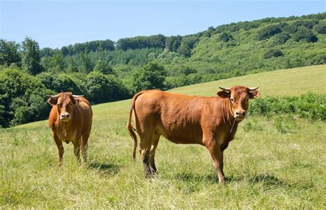 Premium Photo | Aubrac cattle outdoors