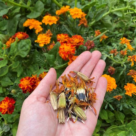 French Marigolds - Caths Plants and Produce