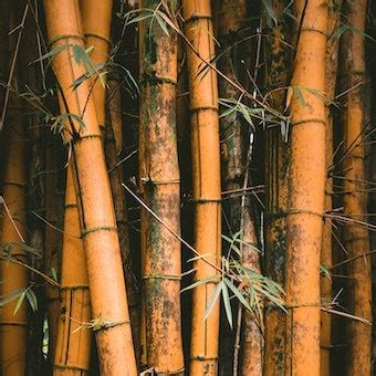 How the Chinese Bamboo Tree can impact your business and your life - brandiD