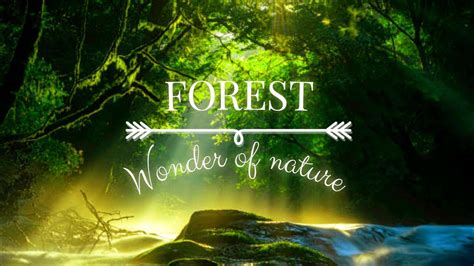 Forest | Nature relaxing | study | meditation ( wonder of nature ) # ...