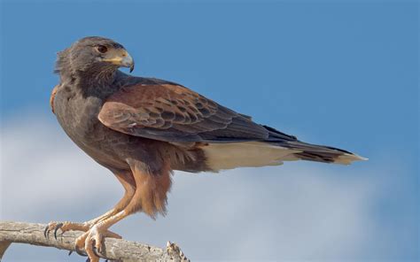 Harris's Hawk | Audubon Field Guide