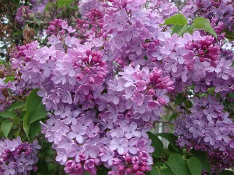 Lilacs: Plant Care and Collection of Varieties - Garden.org