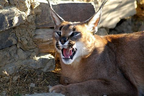 Caracal