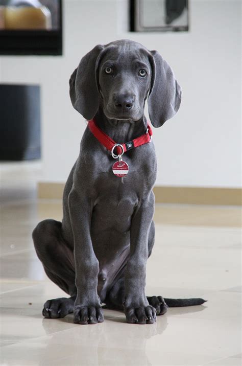 Weimaraner Dog Breed Information Center: A Complete Guide | Weimaraner puppies, Weimaraner dogs ...