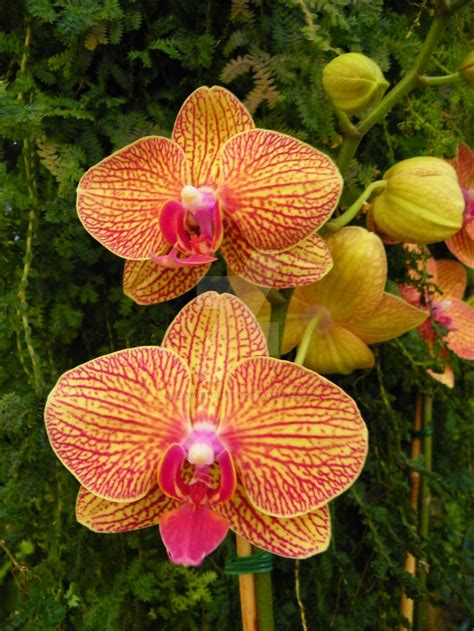 TROPICAL ORCHIDS by carolynthepilot on DeviantArt