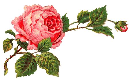 Download High Quality rose transparent victorian Transparent PNG Images - Art Prim clip arts 2019