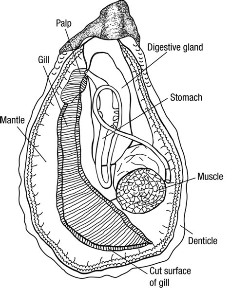 Typical mollusc