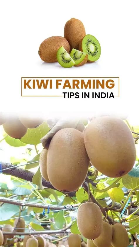 Kiwi Farming Tips in India: Benefits of Kiwi fruit