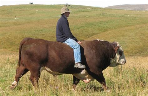 Herefords are known to be very docile and calm in their nature. Even some matured bulls can be ...