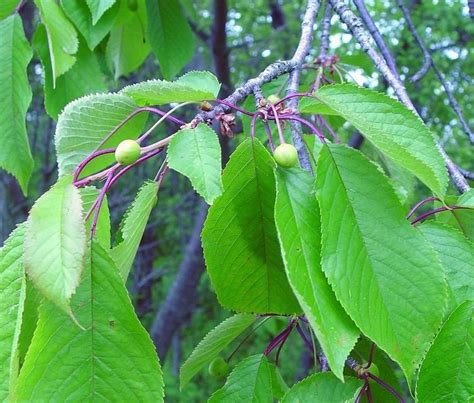 Prunus cerasus - Alchetron, The Free Social Encyclopedia