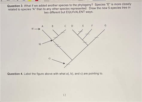 Solved Phylogeny and Cladistics Worksheet (These are the | Chegg.com - Worksheets Library