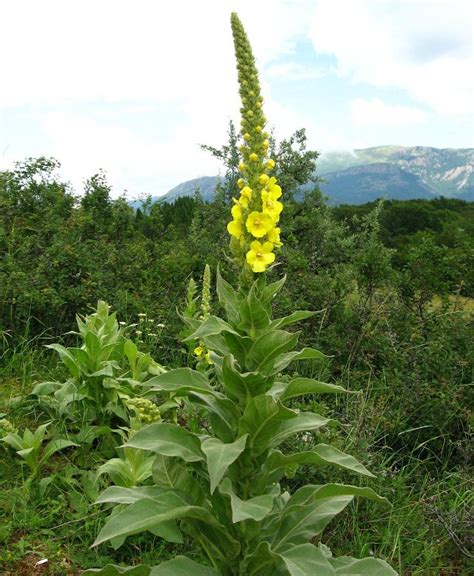 Mullein - Seed & Sparrow