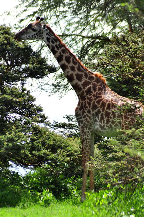 Crater Lake wildlife walk: Masai giraffe | Moth Clark | Flickr