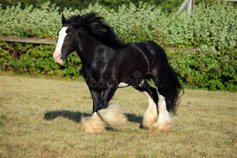 Black Shire horse stock image. Image of shiny, black - 14007795