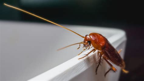 Palmetto Bug or a Cockroach? • Problem Solved Pest Control