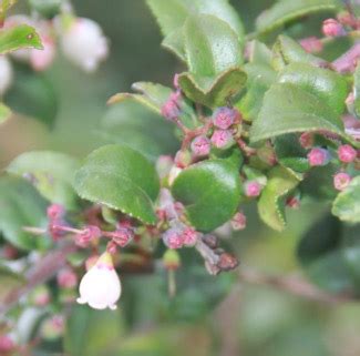 Vaccinium: Blueberry & Lingonberry | Portland Nursery