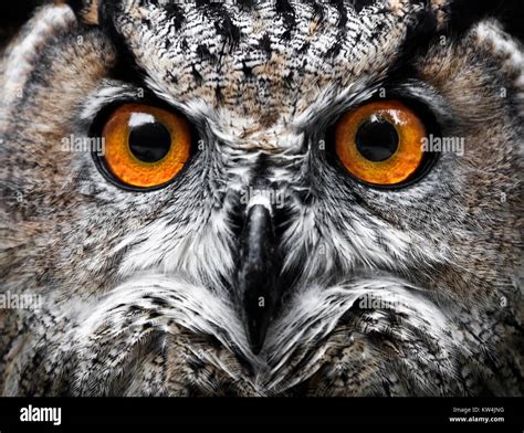 Owls Portrait. owl eyes Stock Photo - Alamy