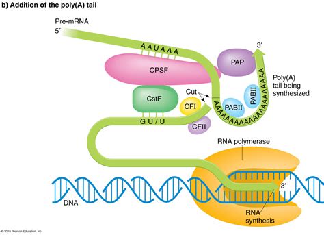 What Is The Function Of Mrna In Translation