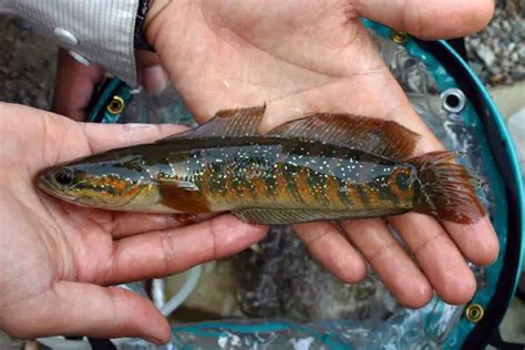 Channa asiatica – Chinese Snakehead (Channa ocellata, Channa fasciata) — Seriously Fish