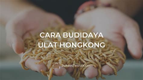 Cara Budidaya Ulat Hongkong yang Mudah dan Menguntungkan - SuksesTernak.com